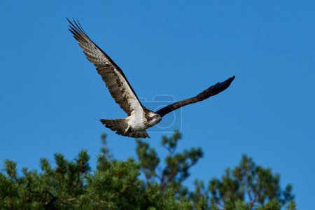 Téléchargez les photos : Osprey (Pandion haliaetus) in its natural environment - en image libre de droit
