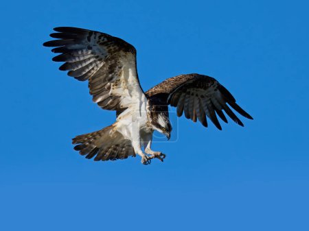 Photo for Osprey (Pandion haliaetus) in its natural environment - Royalty Free Image
