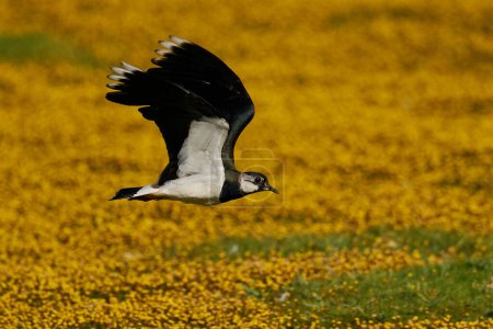 Foto de Lapwing norte en vuelo en su entorno natural - Imagen libre de derechos