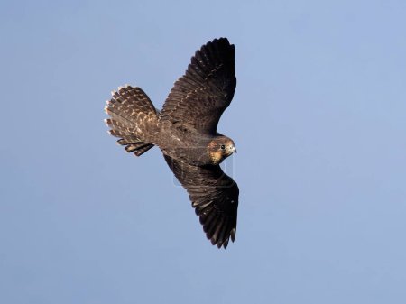 Foto de Halcón Peregrino Juvenil (Falco peregrinus) en su entorno natural - Imagen libre de derechos