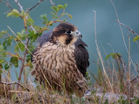 Foto de Halcón Peregrino Juvenil (Falco peregrinus) en su entorno natural - Imagen libre de derechos