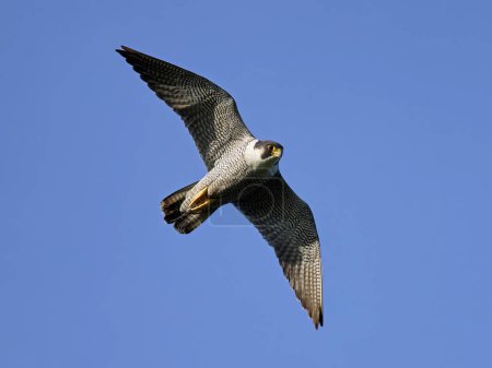 Téléchargez les photos : Faucon pèlerin (Falco peregrinus) dans son environnement naturel - en image libre de droit