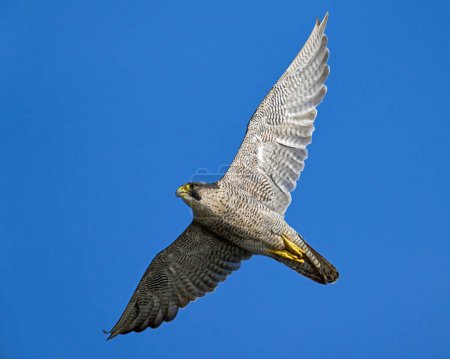 Foto de Halcón peregrino (Falco peregrinus) en su entorno natural - Imagen libre de derechos