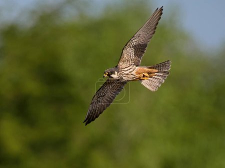 Foto de Pasatiempo eurasiático (Falco subbuteo) en su entorno natural - Imagen libre de derechos
