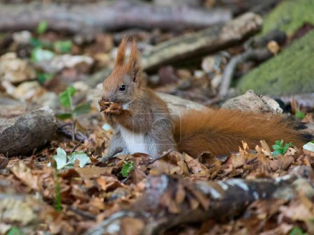 Téléchargez les photos : Écureuil roux d'Eurasie (Sciurus vulgaris) dans son environnement naturel - en image libre de droit