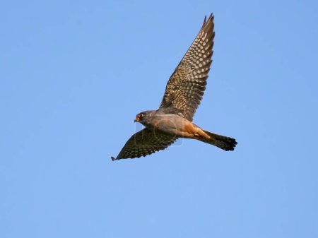 Téléchargez les photos : Faucon à pieds rouges (Falco vespertinus) dans son environnement naturel - en image libre de droit