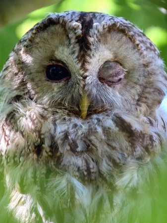 Photo for Close up portrait of the Tawny owl in its natural environment - Royalty Free Image