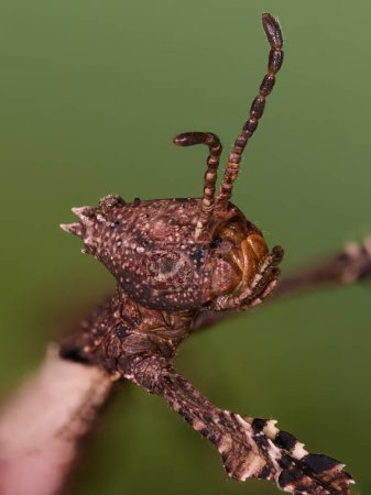 Téléchargez les photos : Super macro gros plan de l'insecte piquant géant (Extatosoma tiaratum) - en image libre de droit