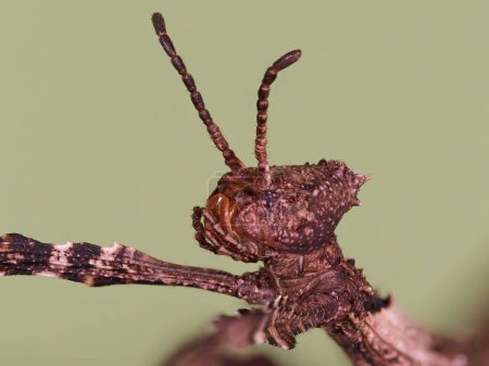 Foto de Super macro primer plano del insecto espinoso gigante (Extatosoma tiaratum) - Imagen libre de derechos