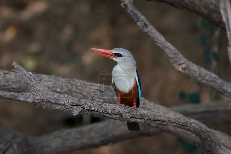 Photo for Grey-headed kingfisher in its natural habitat in Senegal - Royalty Free Image