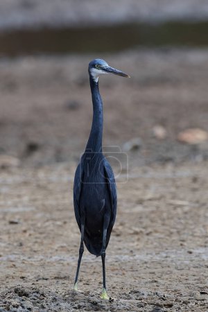 Photo for Western reef heron in it its natural enviroment - Royalty Free Image