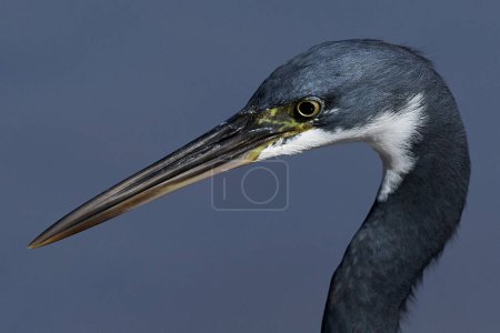 Photo for Closeup portrait of the Western reef heron in The Gambia - Royalty Free Image