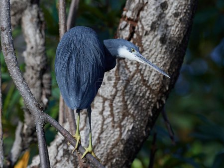 Photo for Western reef heron in its natural habitat in Gambia - Royalty Free Image