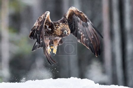Téléchargez les photos : Golden eagle in its natural environment - en image libre de droit