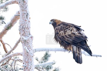 Photo for Golden eagle in its natural environment - Royalty Free Image