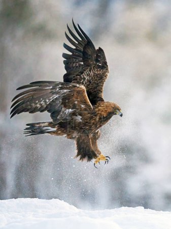 Photo for Golden eagle in its natural environment - Royalty Free Image