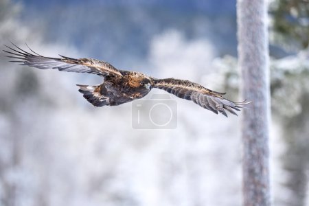 Téléchargez les photos : Golden eagle in its natural environment - en image libre de droit