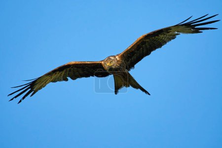 Photo for Red kite with worn out feathers on a blue background - Royalty Free Image