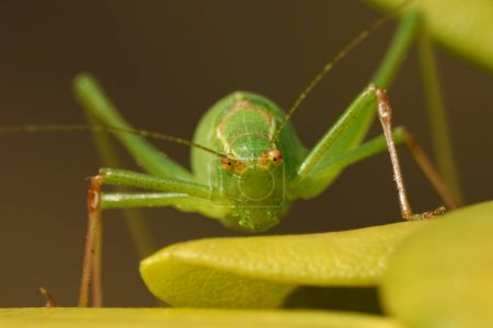 Photo for Speckled bush-cricket in its habitat in Denmark - Royalty Free Image