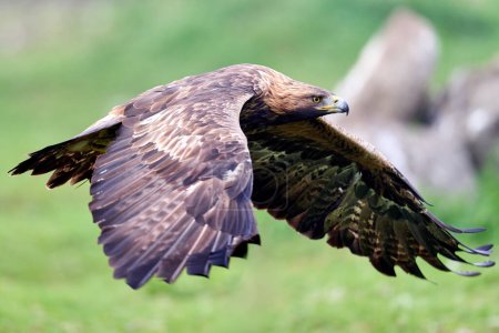 Photo for Golden eagle (Aquila chrysaetos) in its natural enviroment - Royalty Free Image