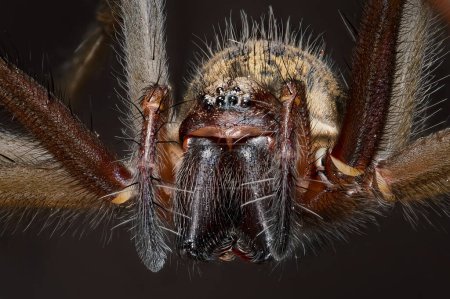 Foto de Super macro primer plano de la araña casa gigante (Eratigena atrica) - Imagen libre de derechos