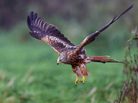 Photo for Red kite (Milvus milvus) in its natural enviroment - Royalty Free Image