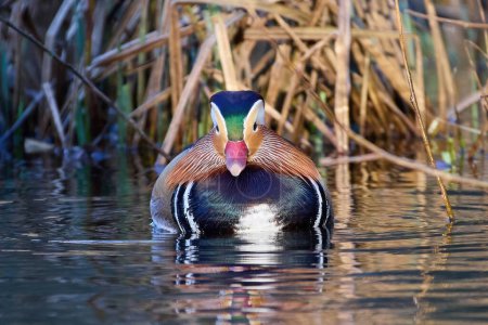 Photo for Mandarin duck (Aix galericulata) in its natural environment - Royalty Free Image