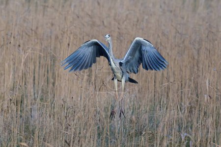 Téléchargez les photos : Grey heron (Ardea cinerea) in its natural environment - en image libre de droit