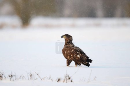 Photo for White-tailed eagle (haliaeetus albicilla) in its natural environment - Royalty Free Image