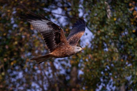 Photo for Red kite in its natural enviroment - Royalty Free Image