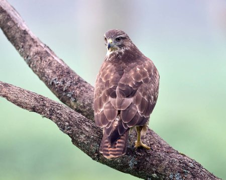 Photo for Common buzzard (Buteo buteo) in its natural environment - Royalty Free Image