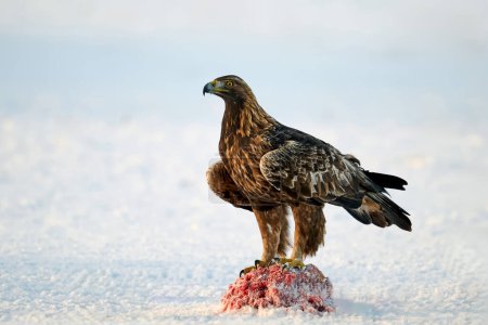 Téléchargez les photos : Aigle royal (Aquila chrysaetos) dans son environnement naturel - en image libre de droit