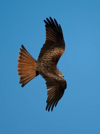 Photo for Red kite (Milvus milvus) in its natural environment - Royalty Free Image