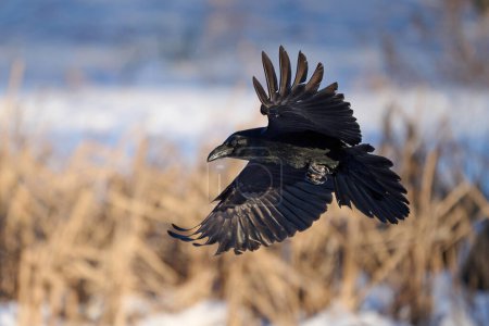 Téléchargez les photos : Corbeau commun (Corvus corax) dans son environnement naturel - en image libre de droit