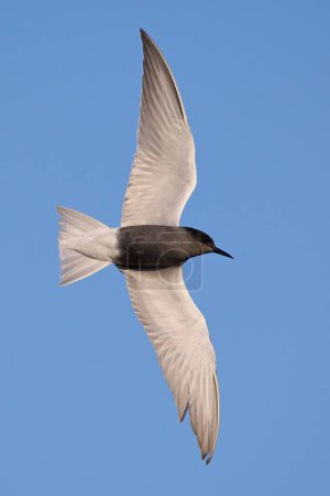Photo for Black tern (Chlidonias niger) in its natural environment - Royalty Free Image