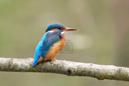 Common kingfisher (Alcedo atthis) in its natural environment