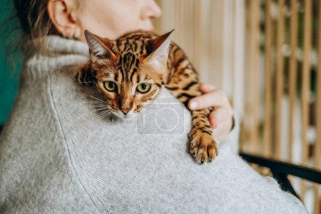 A woman tenderly holds her pet Bengal cat in her hands. Favorite pet in hand. Love for pets.
