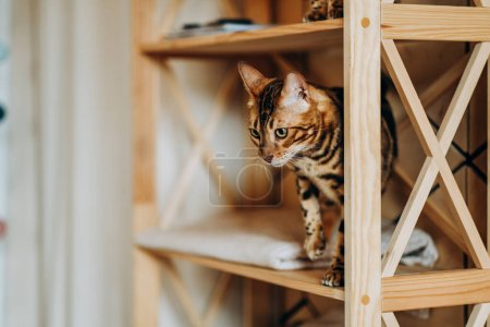 Téléchargez les photos : Allergie aux poils de chat. Une mue de chats. Un chaton ludique du Bengale est monté sur une étagère en bois. Amour pour les animaux. - en image libre de droit