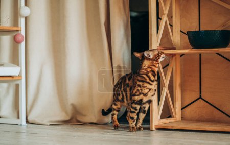 A young Bengal cat walks around the room. Love for pets. The cat bypasses its possessions.