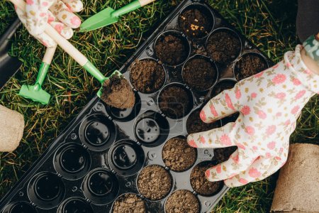 Foto de Una mujer prepara el suelo para plantar semillas en las células en la primavera. Las manos cerradas están corriendo con la tierra. Cultivar un rosado de verduras y flores en primavera en un invernadero. - Imagen libre de derechos