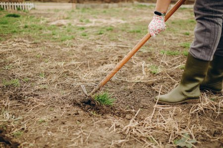 Photo for A woman removes a weed from the ground with a special tool. Cleaning the garden from weeds in the spring. - Royalty Free Image