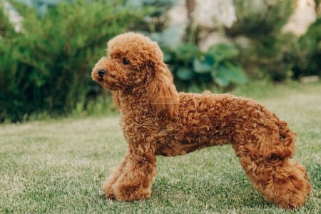Red poodle sits on the grass in the park for a walk. Walk with your favorite poodle in the park in autumn. Evening walk with your poodle in the park.