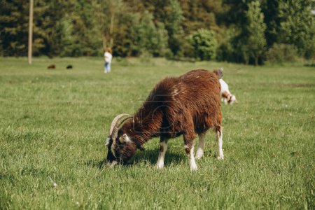 Téléchargez les photos : Les jeunes chèvres paissent dans la prairie printanière. Élevage de chèvres laitières. - en image libre de droit