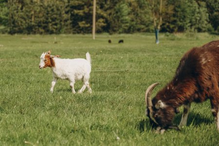 Téléchargez les photos : Les jeunes chèvres paissent dans la prairie printanière. Élevage de chèvres laitières. - en image libre de droit