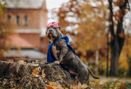 Foto de Pasea por el parque con el perro. Un perro disfrazado de superhéroe con una capa azul y una máscara. - Imagen libre de derechos