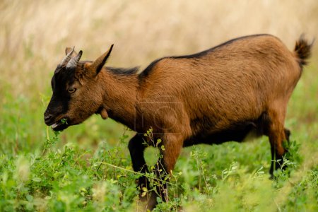 Foto de Una cabra joven morena roza en un prado. Crianza de cabras ornamentales pequeñas. - Imagen libre de derechos