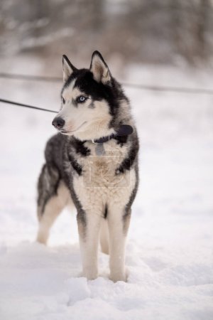 Photo for Walking with your pet husky in the park in winter. Breeding and keeping a husky dog. - Royalty Free Image