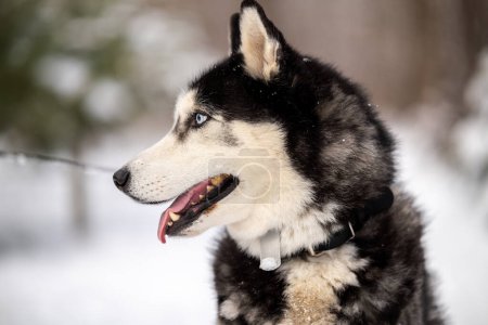 Photo for Walking with your pet husky in the park in winter. Breeding and keeping a husky dog. - Royalty Free Image