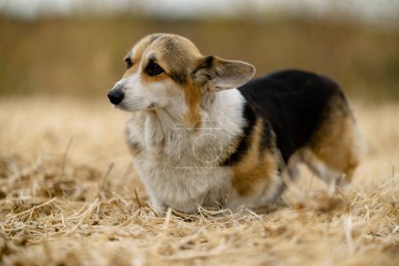 Photo for Breeding Pembroke Welsh Corgi dogs. Walking with your pet corgi in the fall. - Royalty Free Image