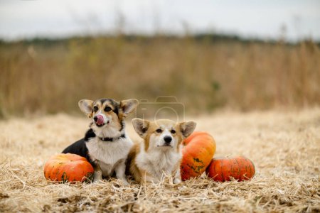 Photo for Cute Pembroke Welsh Corgi puppies sit in a field near orange pumpkins on Halloween eve. Preparing for Halloween. - Royalty Free Image